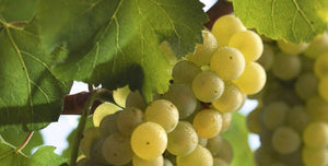 Rebsorten erklärt: Chardonnay