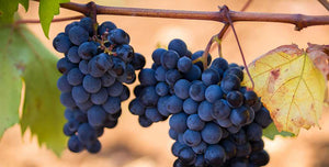 Rebsorten erklärt: Primitivo