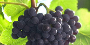 Rebsorten erklärt: Spätburgunder