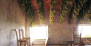 Herstellungsmethoden: Ripasso – Doppio Passo - Appassimento