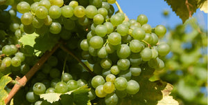 Rebsorten erklärt: Grüner Veltliner