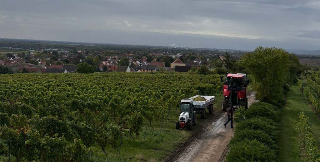 Weinlese 2025 im Weingut Schales (Mosel)