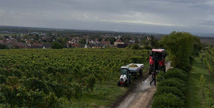 Weinlese 2025 im Weingut Schales (Mosel)