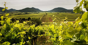 Weinregion Pfalz / Deutschland