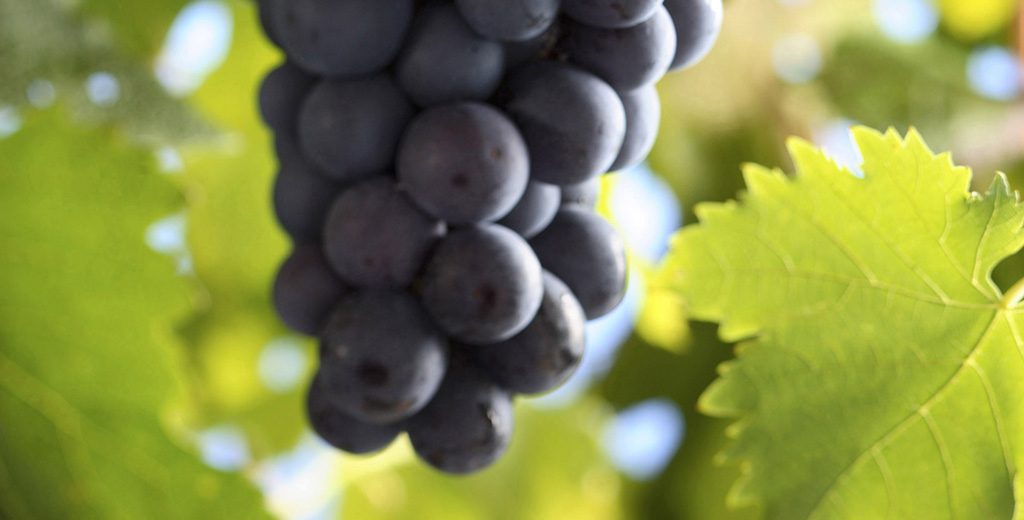 Rebsorten erklärt: Trollinger