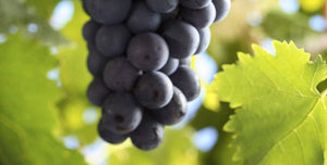 Rebsorten erklärt: Trollinger