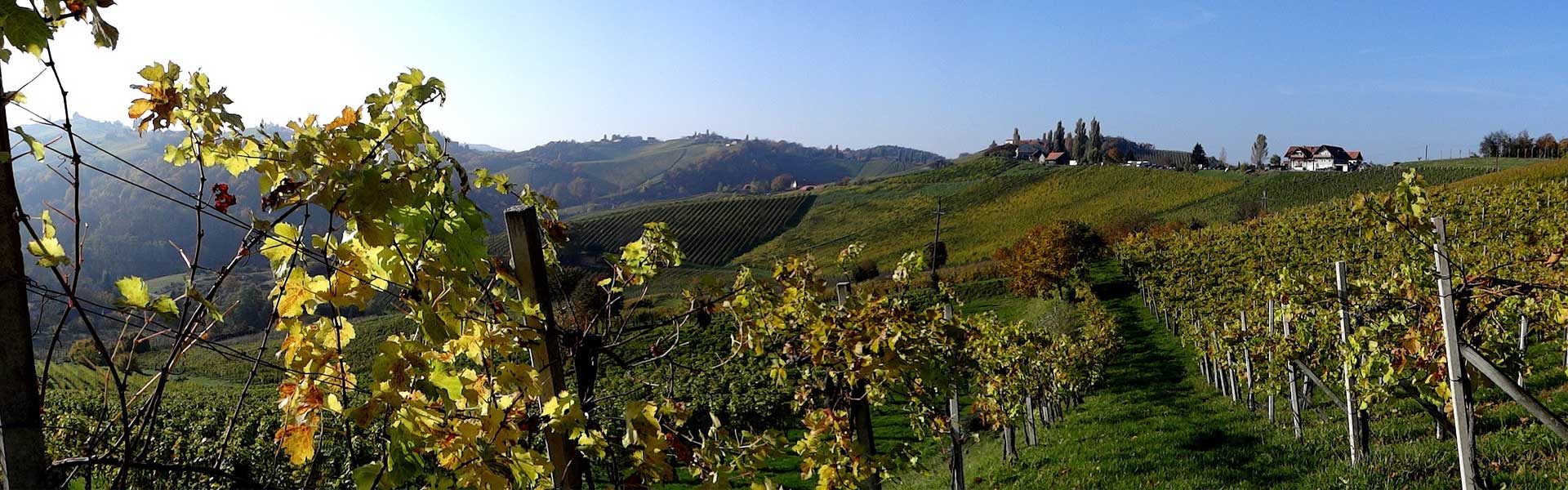 Weine aus dem Burgenland