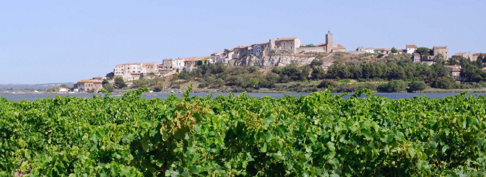 Weine aus dem Languedoc
