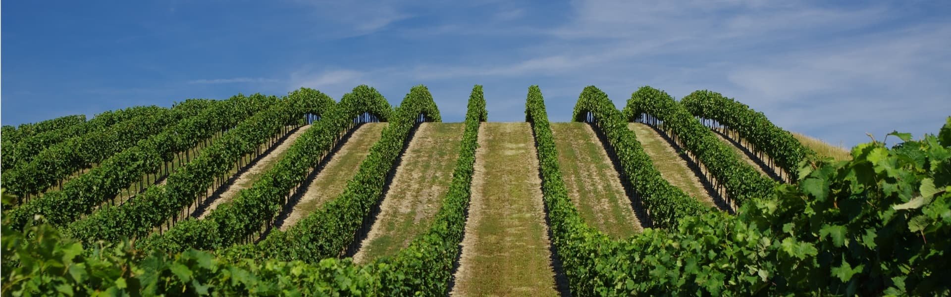 Weine aus Rheinhessen