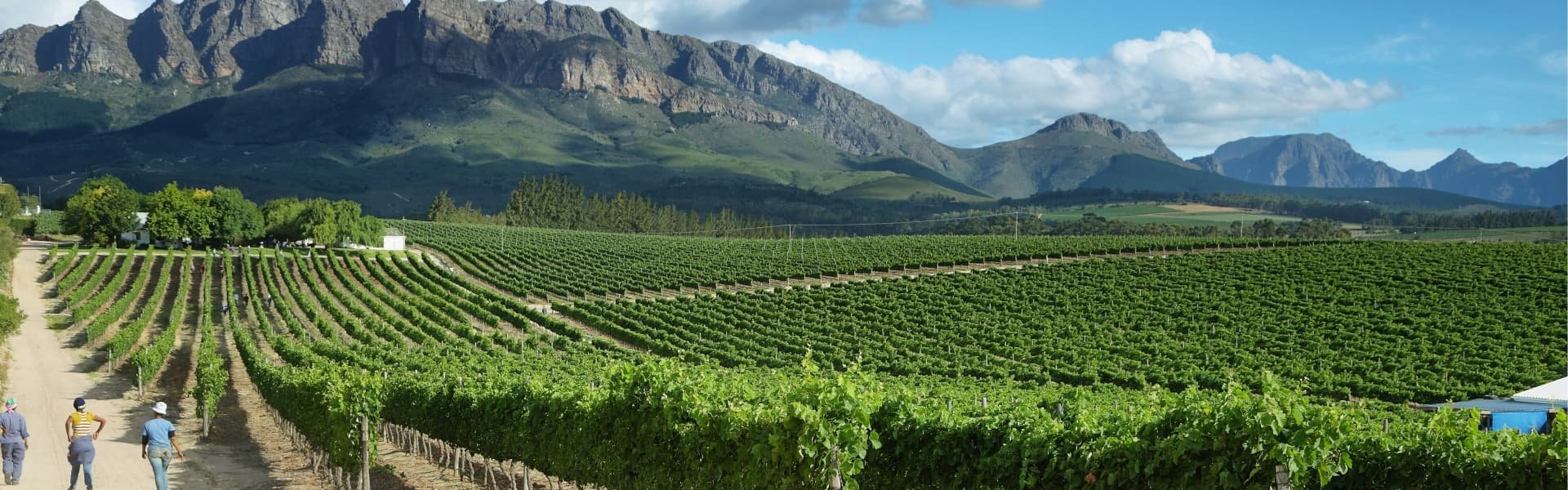Weine aus Südafrika