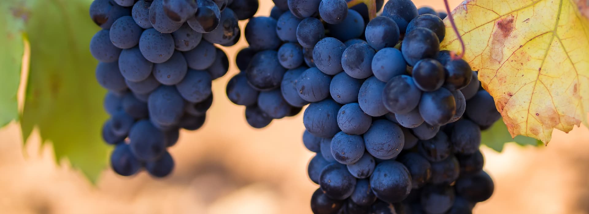 Primitivo di Manduria