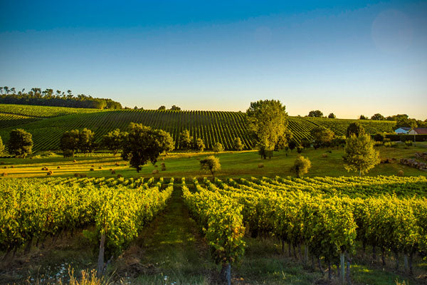Rotweine aus Frankreich