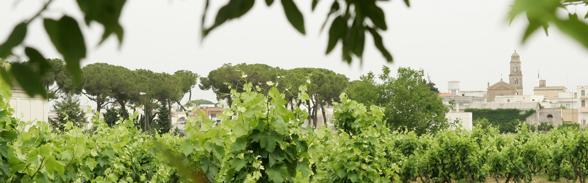 Terre di Campo Sasso