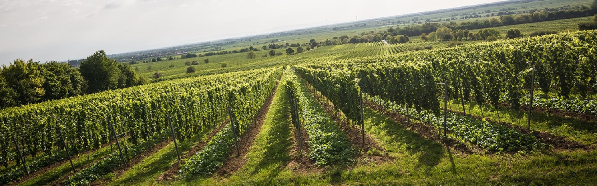 Ruppertsberger Weinkeller