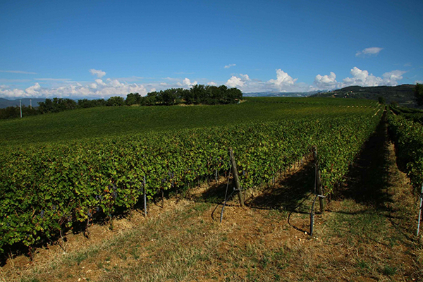 Weingut Ca dei Frati Weinberge Lombardei Winzer Italien