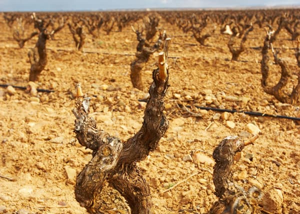 Weingut Castroviejo Wein Rioja Winzer Spanien