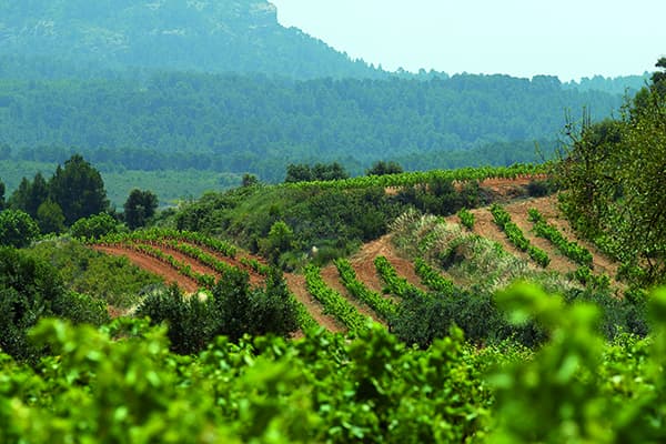 Weingut Edetaria Wein Terra Alta Winzer Spanien