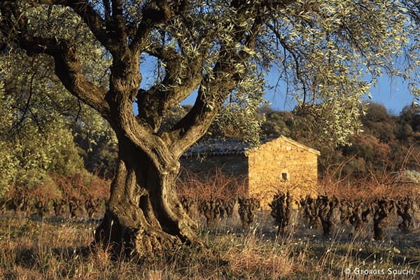 Weingut Fonjoya Delta Winzer Languedoc Frankreich