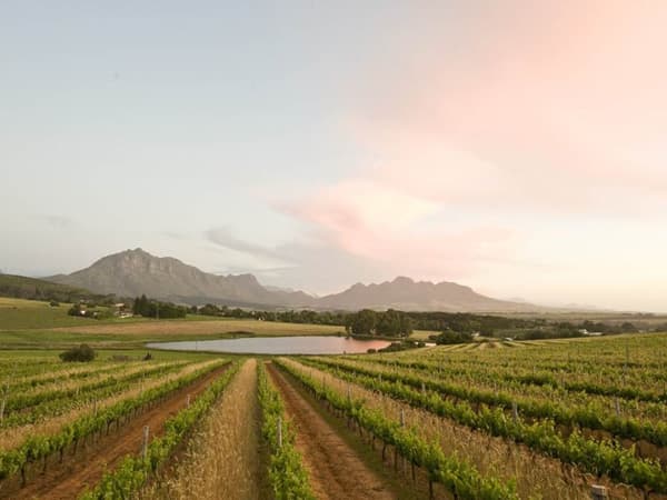 Weingut Middelvlei Estate Wein Stellenbosch Winzer Südafrika