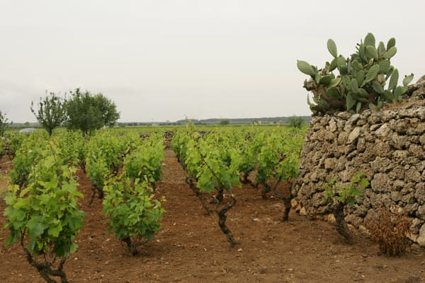 Weingut Terre di Campo Sasso Wein Sizilien Winzer Italien
