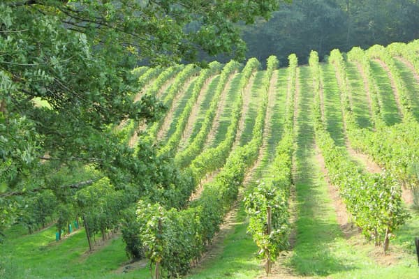 Weingut Vignobles Fontan Wein Gascogne Winzer Frankreich