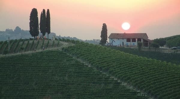 Weingut Michele Chiarlo Wein Piemont Winzer Italien