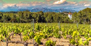 Weinregion Penedès / Spanien