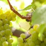 Rebsorten erklärt: Sauvignon Blanc