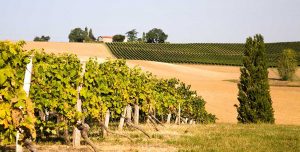 Weinregion Gascogne / Frankreich