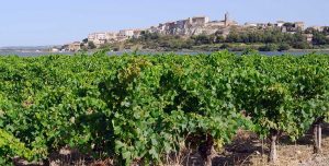 Weinregion Languedoc / Frankreich