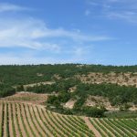 Weinregion Ribera del Duero / Spanien